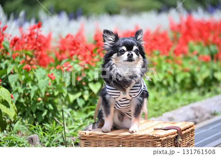 笑顔のチワワと満開のお花畑 131761508