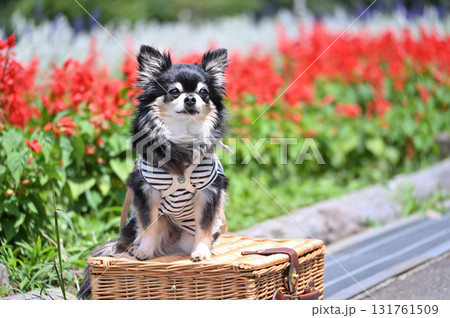 笑顔のチワワと満開のお花畑 131761509