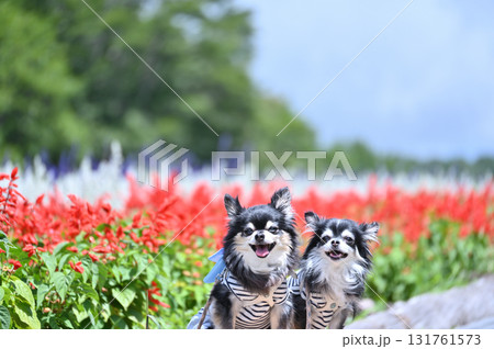 笑顔の仲良しチワワと満開のお花畑 笑顔の仲良しチワワと満開のお花畑 131761573