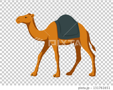 Illustration of a camel walking in the desert 131761651