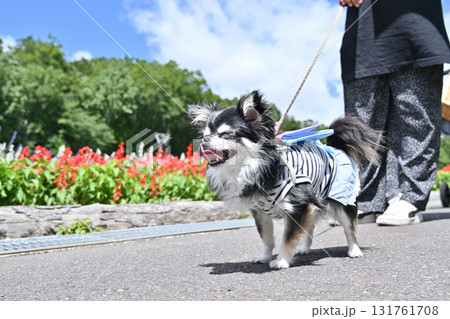 観光地で愛犬と散歩する女性 ロングコートチワワ 観光地で愛犬と散歩する女性 ロングコートチワワ 131761708