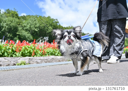 観光地で愛犬と散歩する女性　ロングコートチワワ 131761710