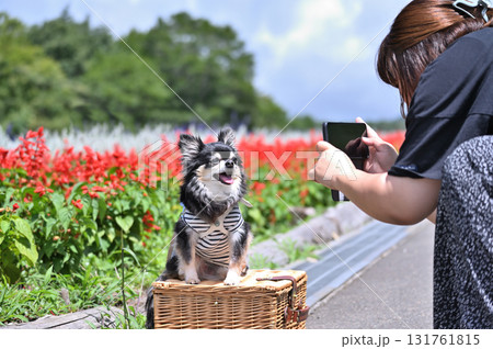 スマホで愛犬を撮影する女性 スマホで愛犬を撮影する女性 131761815