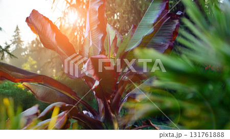 Beautiful Abyssinian Banana plant. Ensete ventricosum Maurelii. 131761888