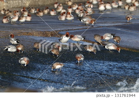 岩礁で藻をはむヒドリガモの群れ 131761944