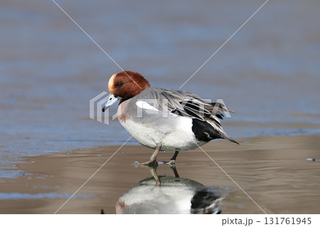 凍った湖面に佇むヒドリガモのオス 131761945