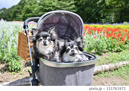 愛犬と旅行 満開のお花畑をペットカートで散歩する2匹のチワワ 愛犬と旅行 満開のお花畑をペットカートで散歩する2匹のチワワ 131761972