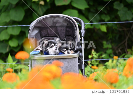 愛犬と旅行　満開のお花畑をペットカートで散歩する2匹のチワワ 131761985
