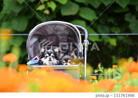 愛犬と旅行 満開のお花畑をペットカートで散歩する2匹のチワワ 愛犬と旅行 満開のお花畑をペットカートで散歩する2匹のチワワ 131761986