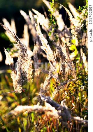 Autumn wilted grass in the sun, sunset, blur 131762097