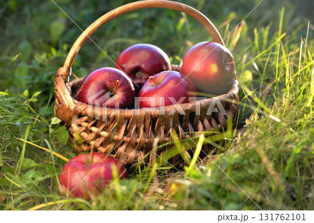 basket with apples in the grass, evening sun backlight, end of summer beginning of autumn 131762101