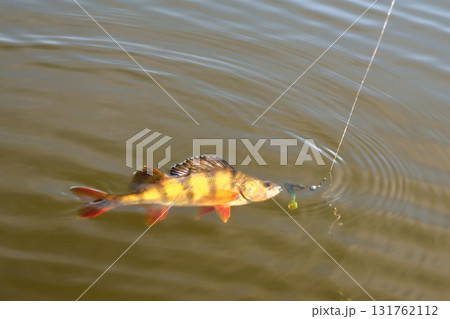 perch, fish with bait vortu on a hook on a fishing line sunshine glint, bright coloring perch, fish with bait vortu on a hook on a fishing line sunshine glint, bright coloring 131762112