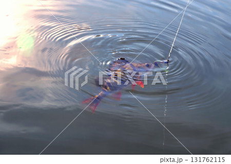 Perch, fish on a hook with a bait in the mouth, fishing line, sunny bright glare on the water close-up 131762115