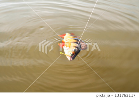 perch, fish with bait vortu on a hook on a fishing line sunshine glint, bright coloring 131762117