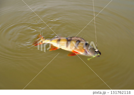 perch, fish with bait vortu on a hook on a fishing line sunshine glint, bright coloring perch, fish with bait vortu on a hook on a fishing line sunshine glint, bright coloring 131762118