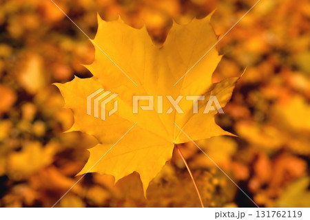 Yellow maple leaf, bright and saturated color, background of maple leaves in the blur, close-up Yellow maple leaf, bright and saturated color, background of maple leaves in the blur, close-up 131762119