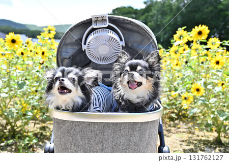 満開のひまわり畑と2匹の仲良しチワワ (犬用カートに扇風機を付けて暑さ対策) 満開のひまわり畑と2匹の仲良しチワワ (犬用カートに扇風機を付けて暑さ対策) 131762127