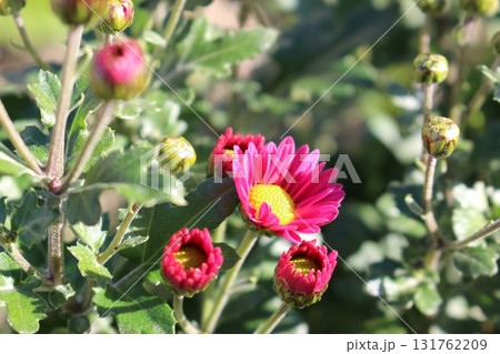 秋の花壇に咲く濃いピンクの野菊！！ 131762209