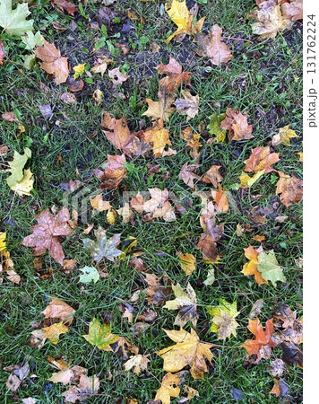 Colorful autumn maple leaves on green grass background 131762224