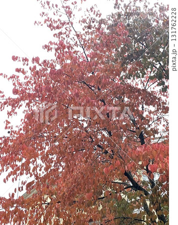 Red autumn maple tree with vibrant colorful foliage against sky Red autumn maple tree with vibrant colorful foliage against sky 131762228