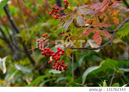 苗場山のナナカマドの実 131762343