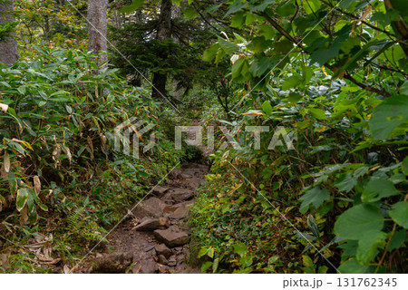 苗場山山道01 131762345