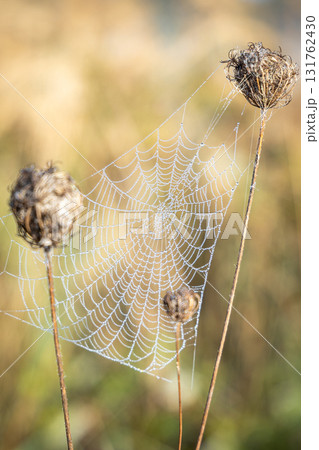 Dew-kissed spiderweb spun between dried flowers glistens in the sun, creating a delicate and intricate natural masterpiece in a field of gold. Dew-kissed spiderweb spun between dried flowers glistens in the sun, creating a delicate and intricate natural masterpiece in a field of gold. 131762430