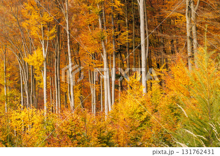 Autumn forest spectacle: golden canopy over the woods. Nature's vibrant canvas showcasing the beauty of the season. Tranquil nature scene. Autumn forest spectacle: golden canopy over the woods. Nature's vibrant canvas showcasing the beauty of the season. Tranquil nature scene. 131762431