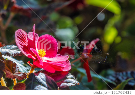 A vibrant, pink flower blooms in the foreground, contrasted by dark leaves, with a subtle spiderweb in the background. The Flower Garden in Kromeriz town in Moravia region of Czech Republic, Europe. A vibrant, pink flower blooms in the foreground, contrasted by dark leaves, with a subtle spiderweb in the background. The Flower Garden in Kromeriz town in Moravia region of Czech Republic, Europe. 131762433