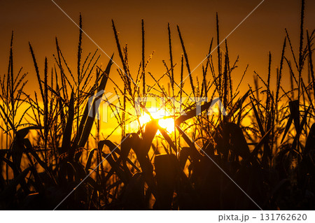 Golden Hour Field: Silhouetted crops stand tall as the sun sets, casting a warm glow over the landscape. 131762620