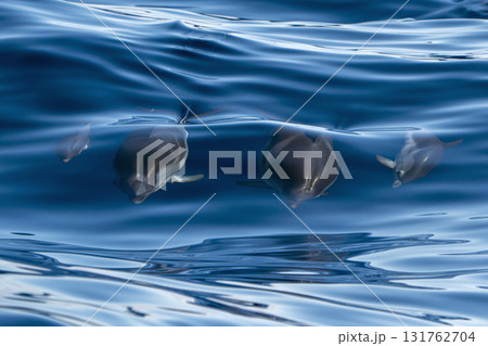 Pod of Striped dolphin jumping in the blue sea Mother and calf 131762704