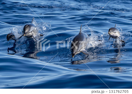 Pod of Striped dolphin jumping in the blue sea Mother and calf 131762705