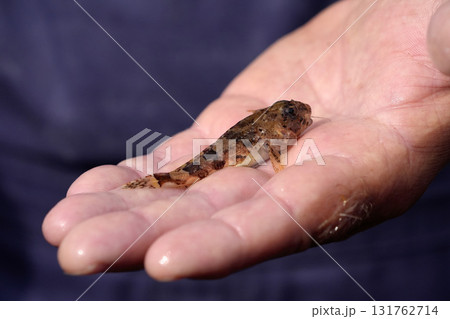 Fisherman hand showing north sea underwater life in Sylt Island Germany fish Fisherman hand showing north sea underwater life in Sylt Island Germany fish 131762714