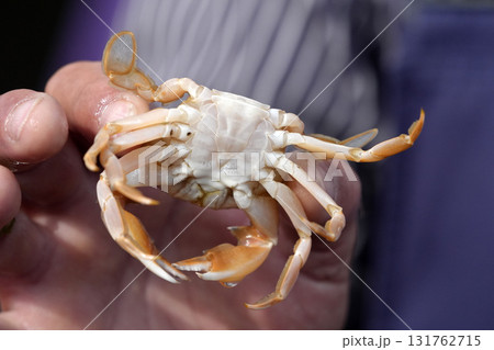 Fisherman hand showing north sea underwater life in Sylt Island Germany Fisherman hand showing north sea underwater life in Sylt Island Germany 131762715