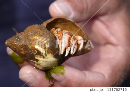 Fisherman hand showing north sea underwater life in Sylt Island Germany heremit crab Fisherman hand showing north sea underwater life in Sylt Island Germany heremit crab 131762716