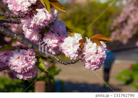 公園の八重桜とランニングする人 131762790
