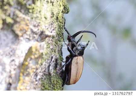 ゴホンヅノカブト 131762797