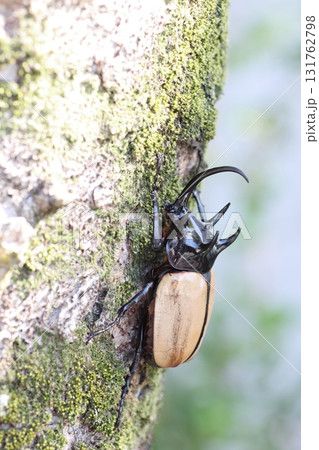 ゴホンヅノカブト 131762798