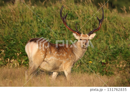 エゾシカの雄 エゾシカの雄 131762835