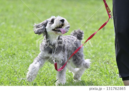 女性と散歩する笑顔のミニシュナ (ミニチュアシュナウザー) 女性と散歩する笑顔のミニシュナ (ミニチュアシュナウザー) 131762865