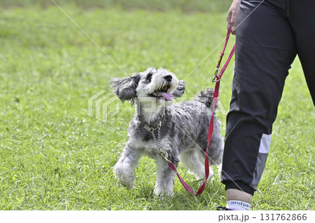 女性と散歩する笑顔のミニシュナ　（ミニチュアシュナウザー） 131762866