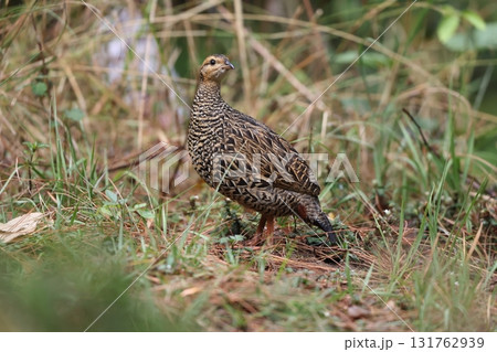 ムナグロシャコ ムナグロシャコ 131762939
