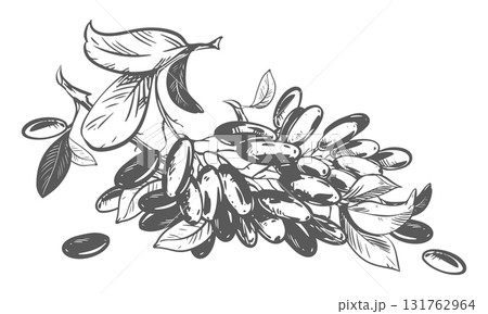 Line sketch of a barberry. Vector illustration of a sour berry. Imitation of an old engraving. Barberry branches lie on a table. Ink drawing. Line sketch of a barberry. Vector illustration of a sour berry. Imitation of an old engraving. Barberry branches lie on a table. Ink drawing. 131762964
