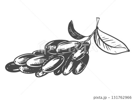 Line sketch of a barberry. Vector illustration of the sour berry. Imitation of an old engraving. A barberry branch lies on a table. 131762966