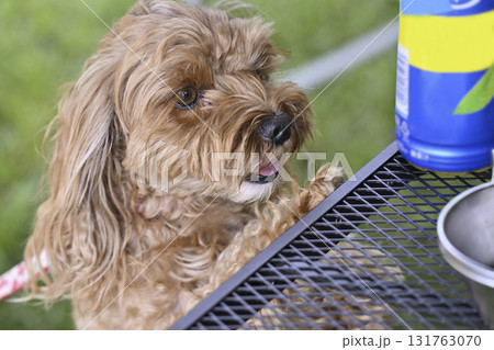 テーブルのおやつが気になる可愛いマルプー（トイプードルxマルチーズ） 131763070