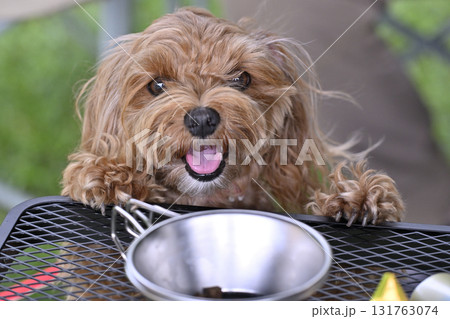 テーブルのおやつが気になる可愛いマルプー（トイプードルxマルチーズ） 131763074