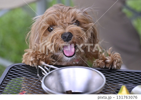 テーブルのおやつが気になる可愛いマルプー（トイプードルxマルチーズ） 131763076