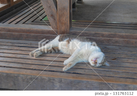 名城公園のベンチで昼寝をする野良猫 名城公園のベンチで昼寝をする野良猫 131763112