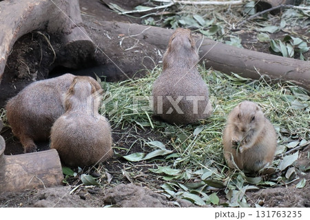 自然の床材でくつろぐプレーリードッグの群れ 131763235