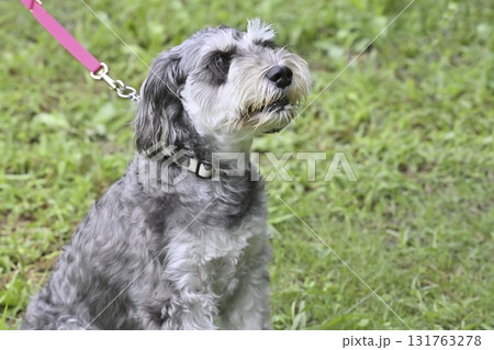 見上げてアイコンタクトするミニシュナ　（ミニチュアシュナウザー） 131763278
